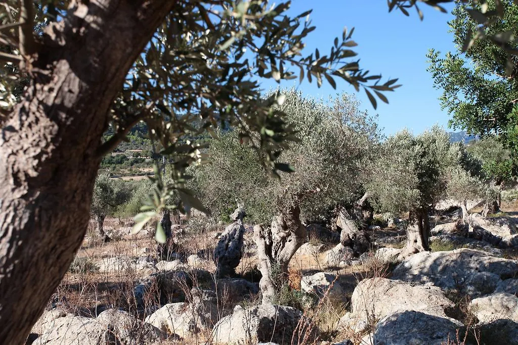 Farm stay Ca'S Garriguer Villa Valldemossa